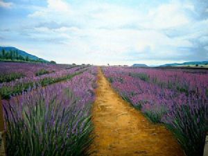 "Lavender Fields 1"