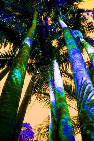 Crazy Palms