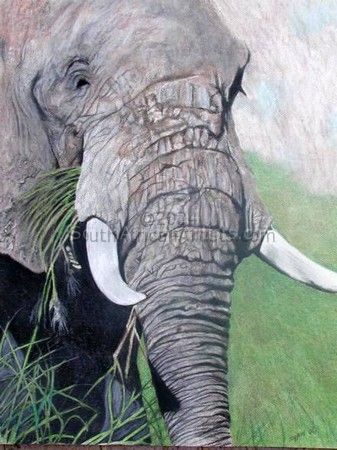 Murchison Elephant