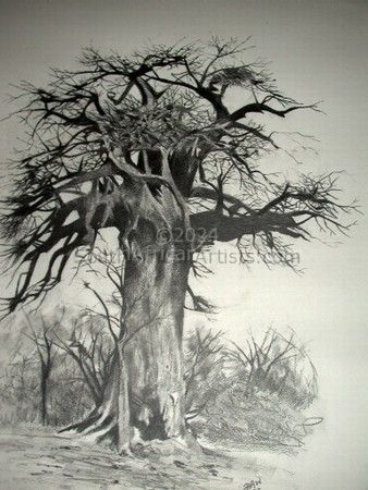 Botswana Baobab