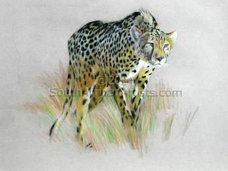 Cheetah Stalking