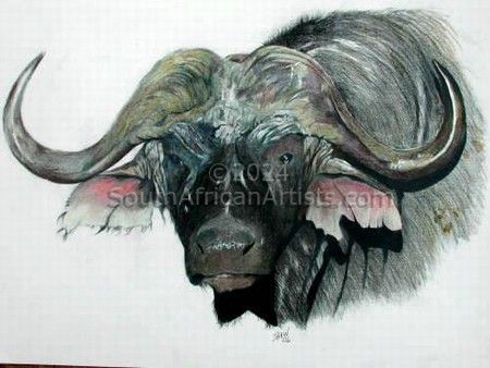 Cape Buffalo 2