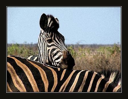 Zebra Headrest