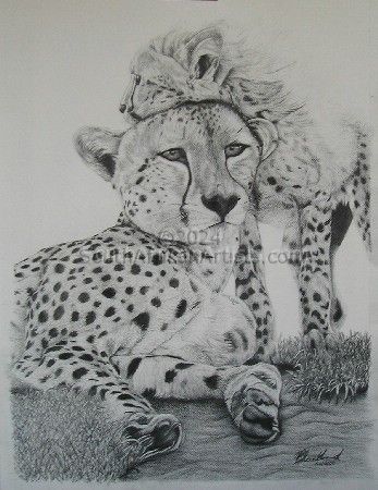 Maternal Cheetah