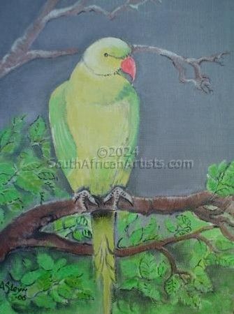 Roseringed Parakeet - Durban and Sodwana Bay