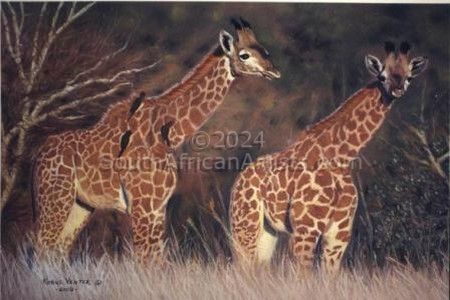 Juvenile Giraffes