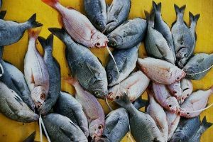 "Kalk Bay fish bundle"