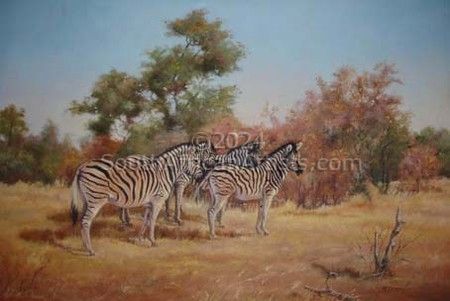 Zebra in Kruger Park
