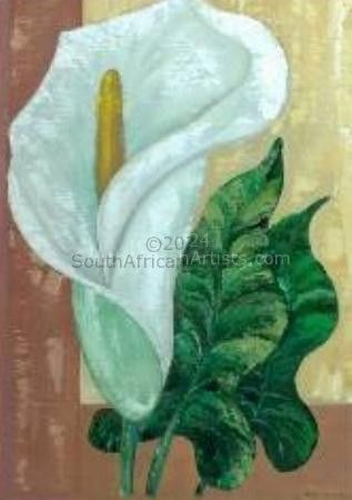 Single Arum lily