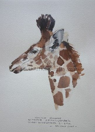 Illustration Young Giraffe