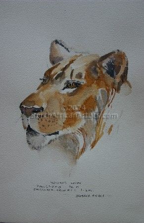 Illustration young male Lion