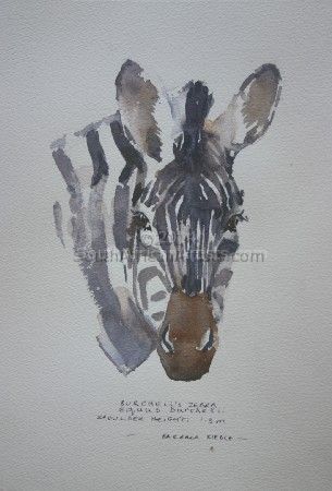Illustration Burchell's Zebra