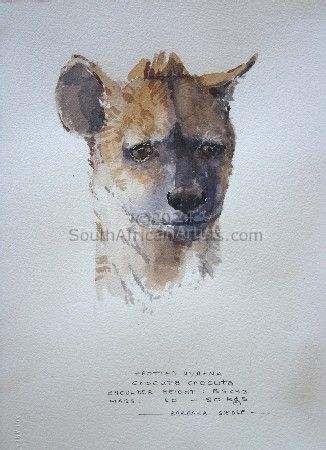 Illustration Spotted Hyaena