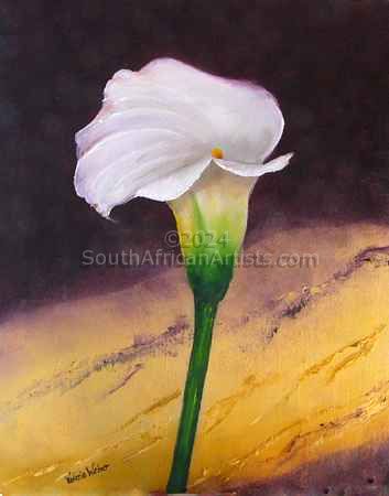 Arum Lily 1