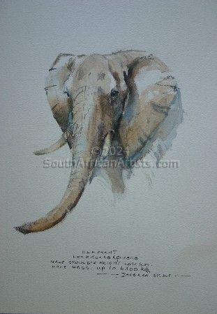 Illustration Elephant 2