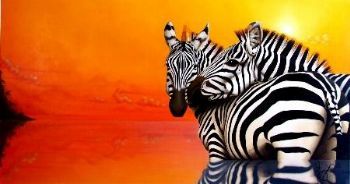 "Zebra at Sunset"
