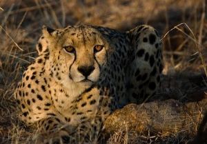 "Cheetah Stare"
