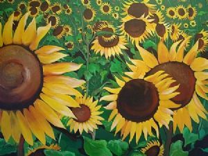 "Sunflower Selection"