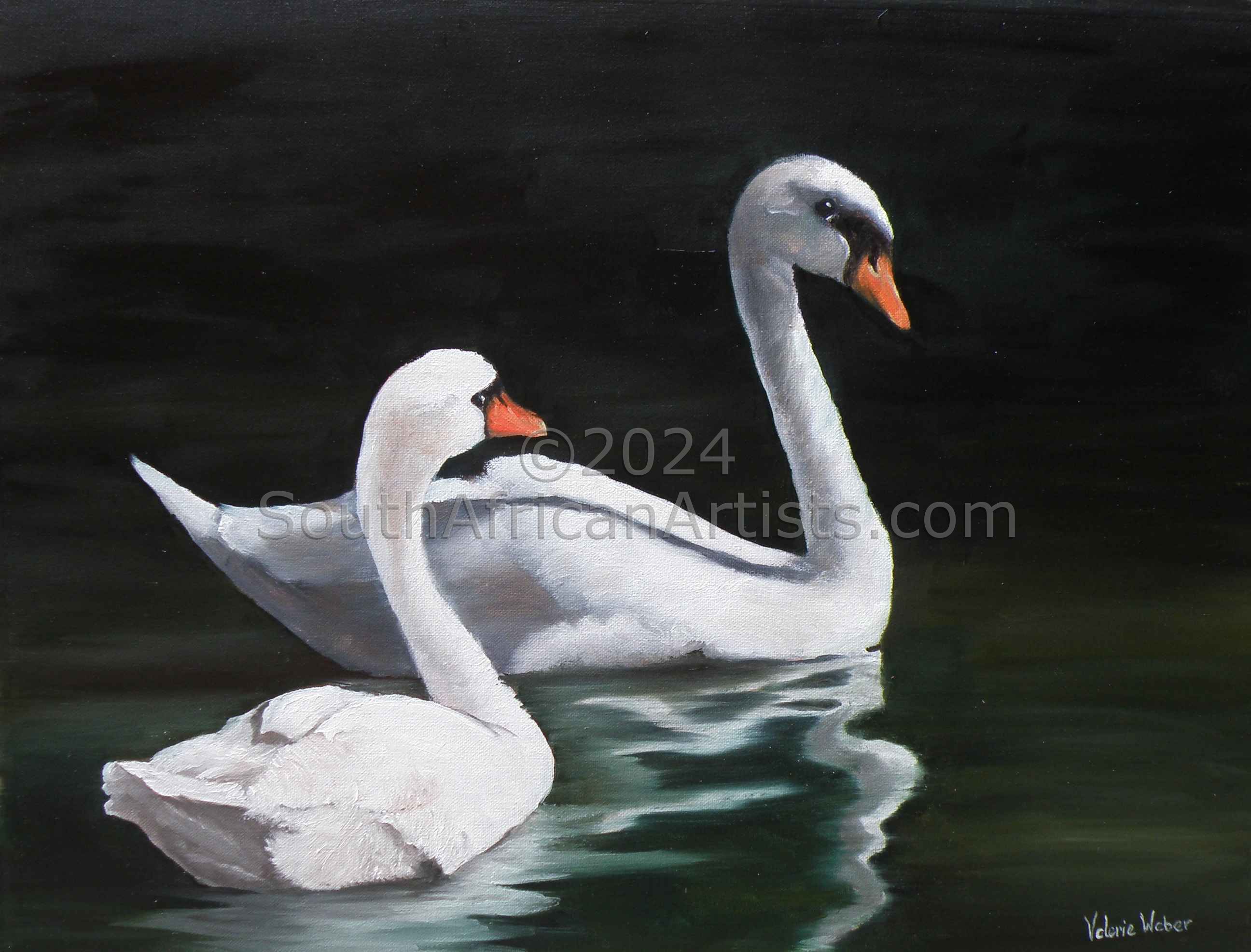 Swans Swimming