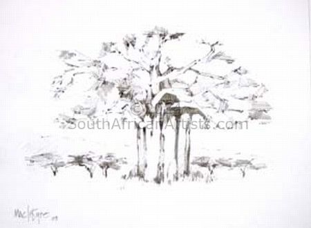 Bushveld Baobab