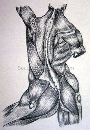 Body Muscles 1