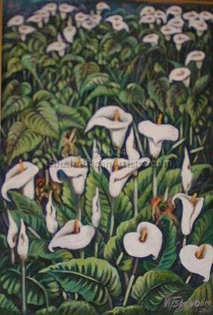 Arum Lily Meadow