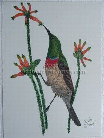 Lesser Collard Sunbird