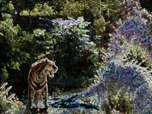 "Tiger in Paradise"