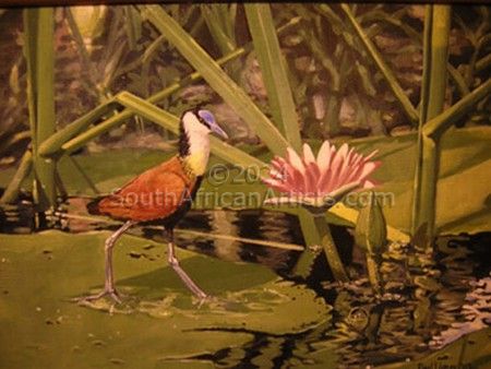 African Jacana on Lily