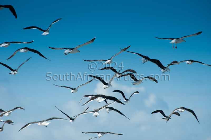In flight. Seagulls