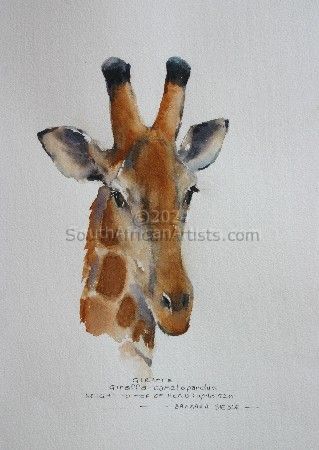 Giraffe 0308