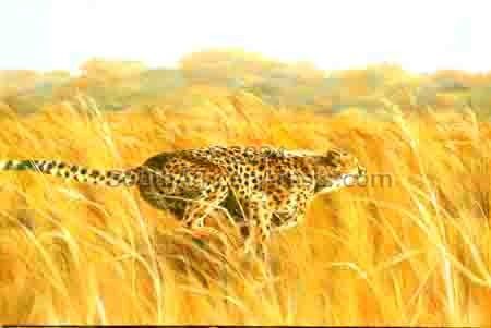 Cheetah on the Hunt