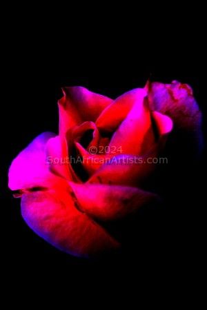 Red Rose Escaping Darkness