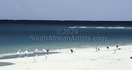 Zanzibar Egrets