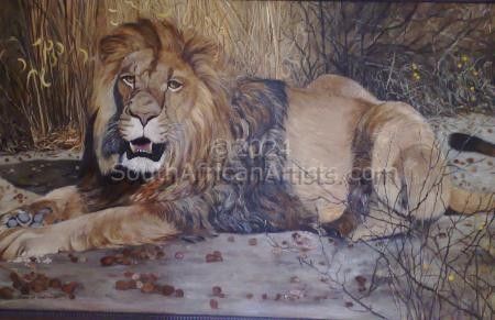 Kalahari Lion
