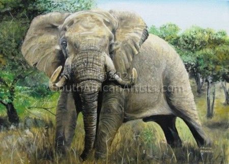 Tandor - African Elephant 