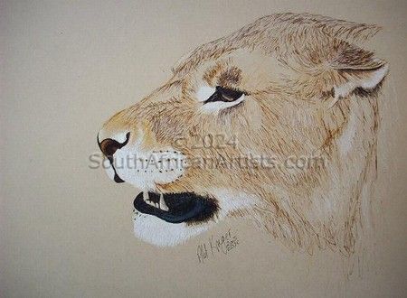 Lioness 1
