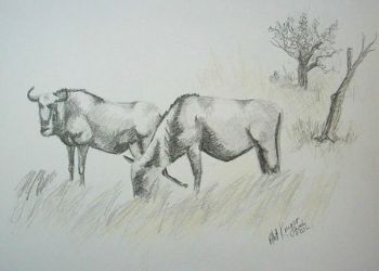 "Wildebeest"