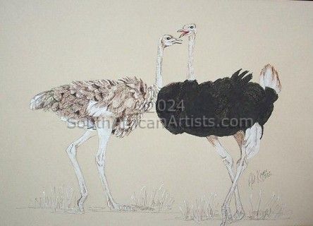 Ostrich Pair