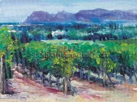 Constantia vineyards and Muizenberg