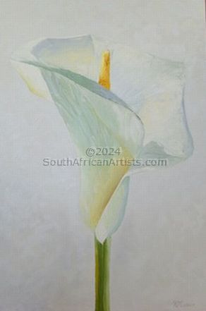 Arum Lily