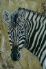 "Zebra portrait"