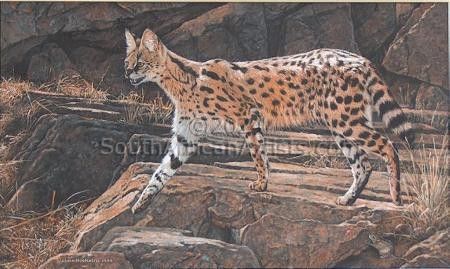 Serval cat and Mouse