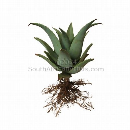 Aloe Botanical Print