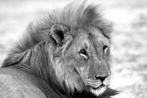 "Lion Portrait"