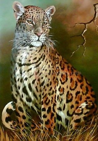 Leopard, Sitting 