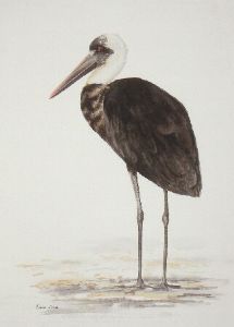 "Woolly-necked Stork"
