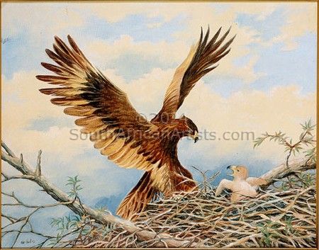 Wharlberg Eagle