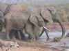 "elephant drinking hole"