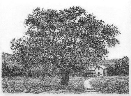 Cork Tree-Kurkboom